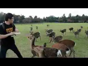 Video: CUTEST Creatures That Can Harm You